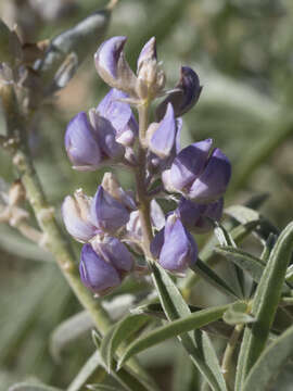 Image of Lupinus argenteus var. montigenus