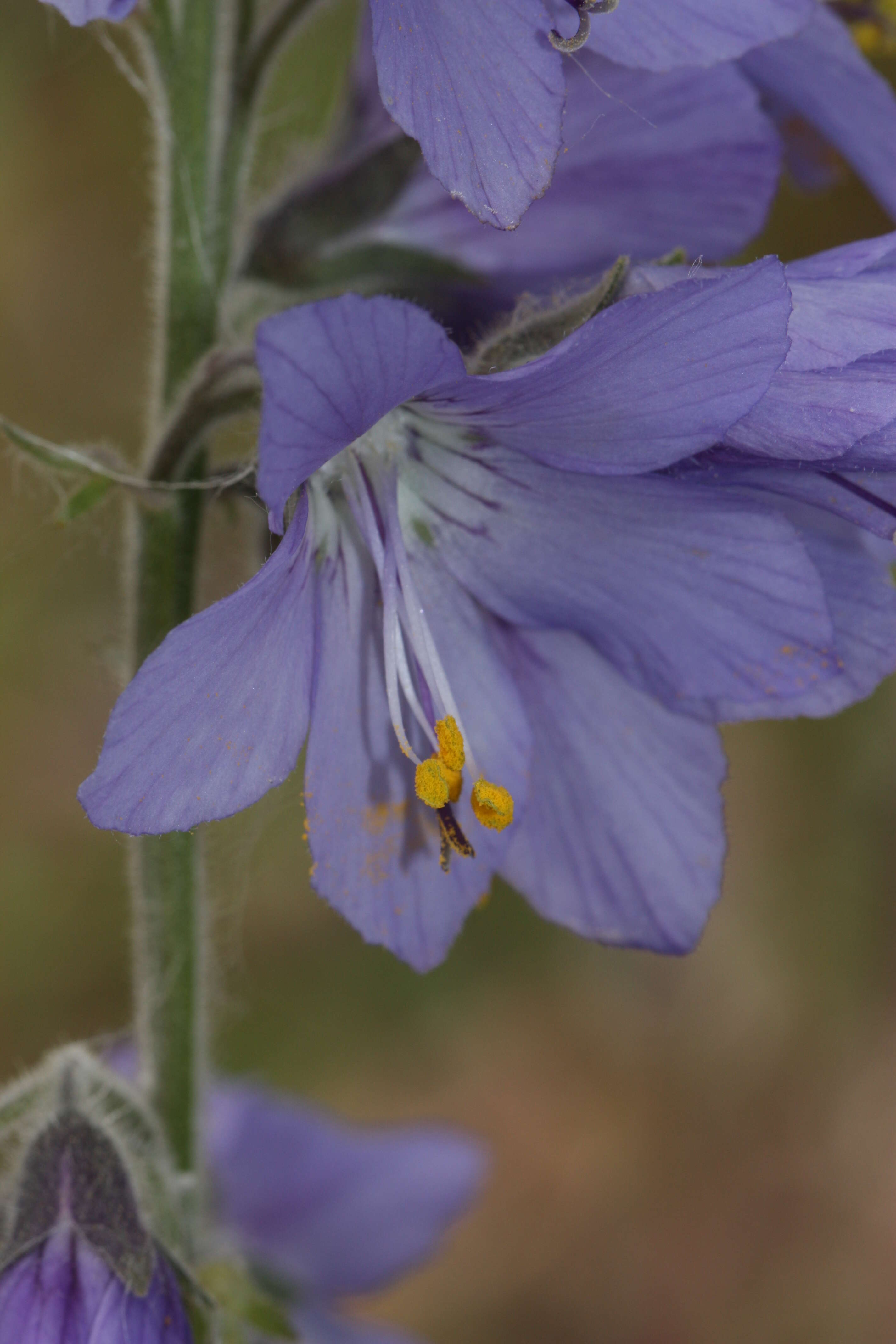 صورة Polemonium acutiflorum Willd. ex Roem. & Schult.