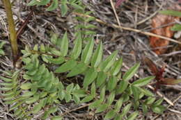 صورة Polemonium acutiflorum Willd. ex Roem. & Schult.