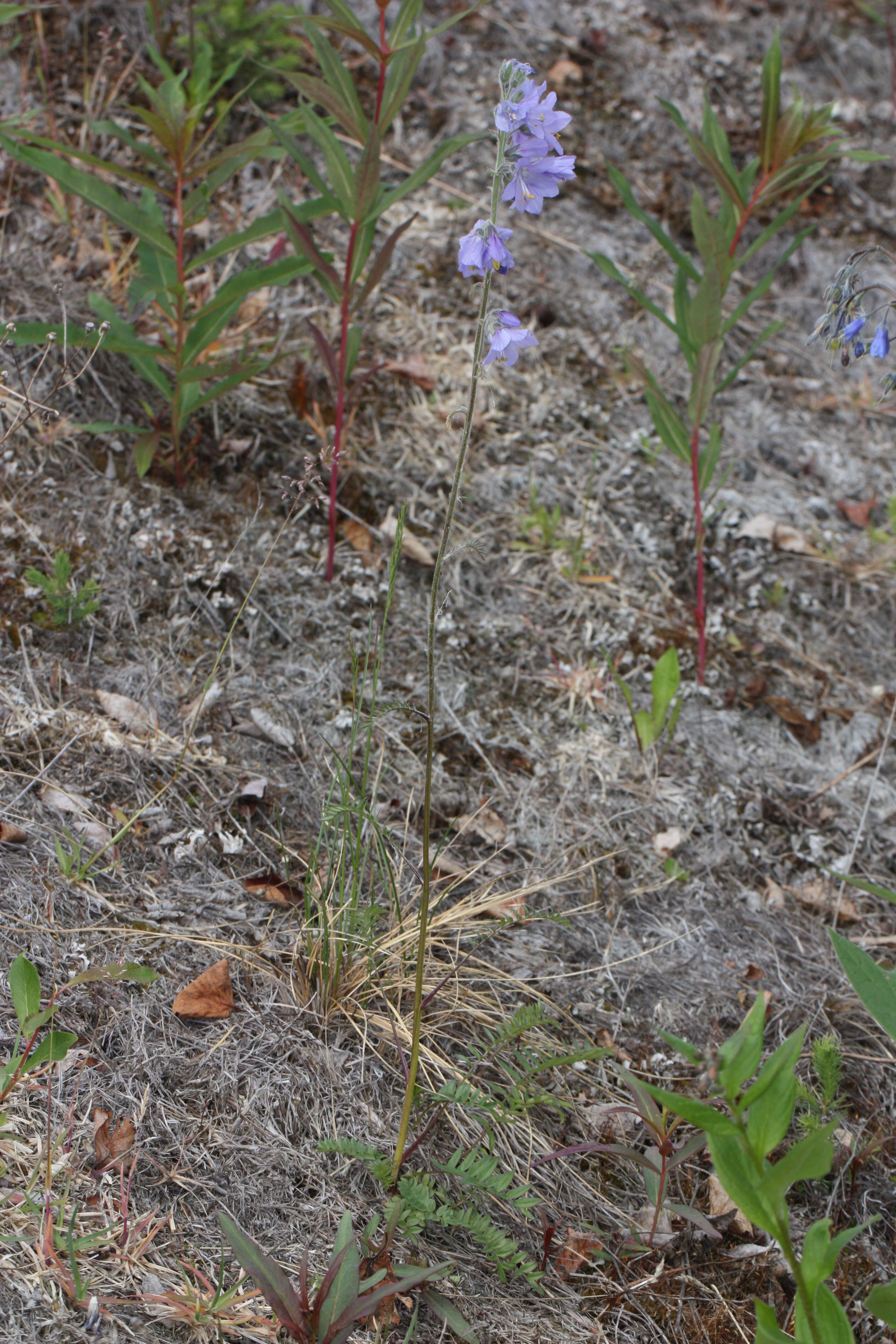 صورة Polemonium acutiflorum Willd. ex Roem. & Schult.