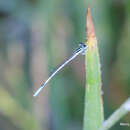 Image of Agriocnemis pieris Laidlaw 1919