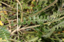 Слика од Polemonium boreale Adams