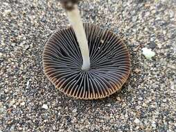 Coprinellus arenicola Wartchow & A. R. Gomes 2014的圖片