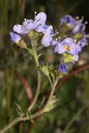 Слика од Polemonium boreale Adams