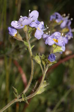 Слика од Polemonium boreale Adams