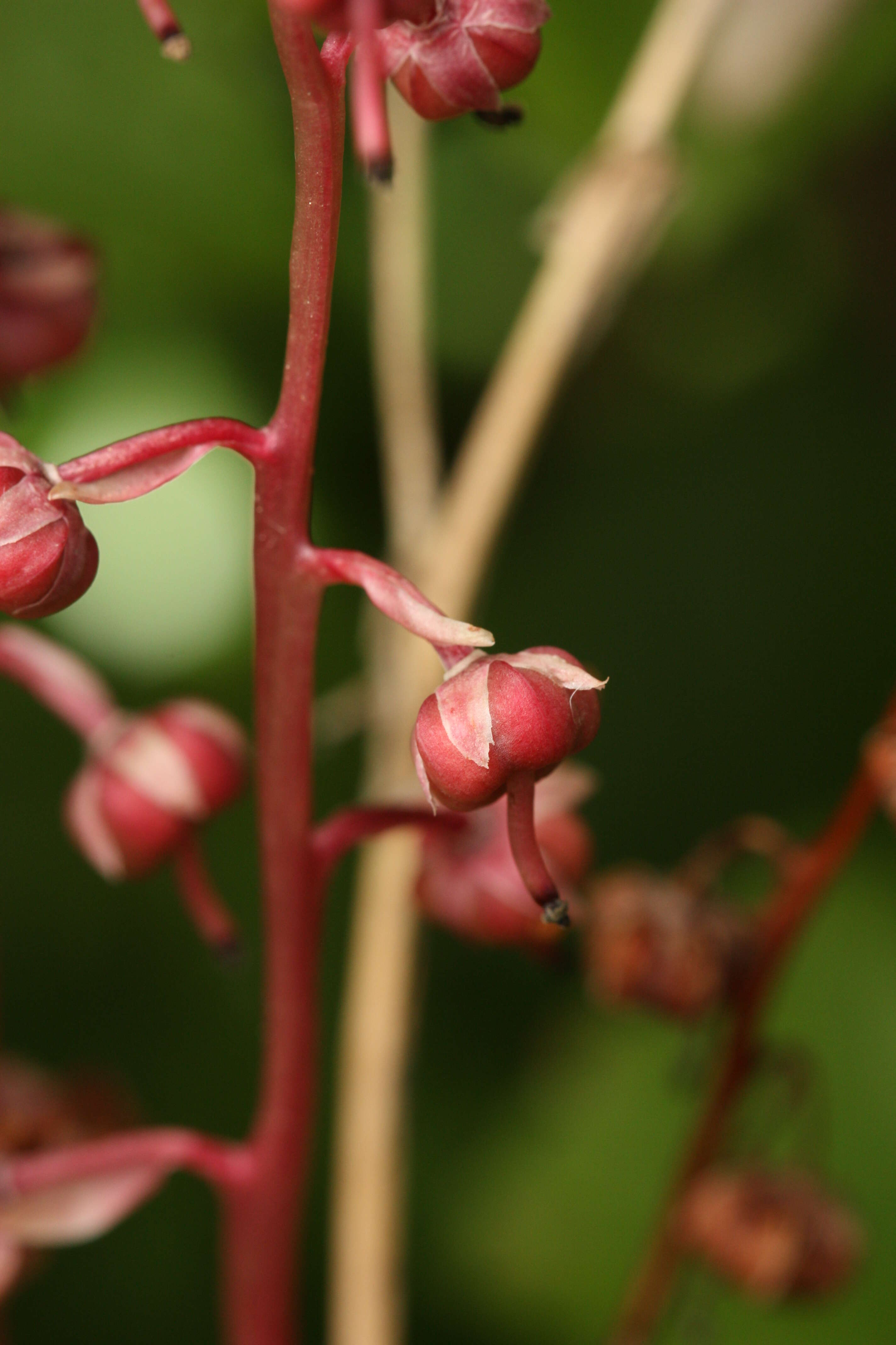 Image de Pyrola asarifolia Michx.