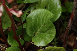 Image de Pyrola asarifolia Michx.