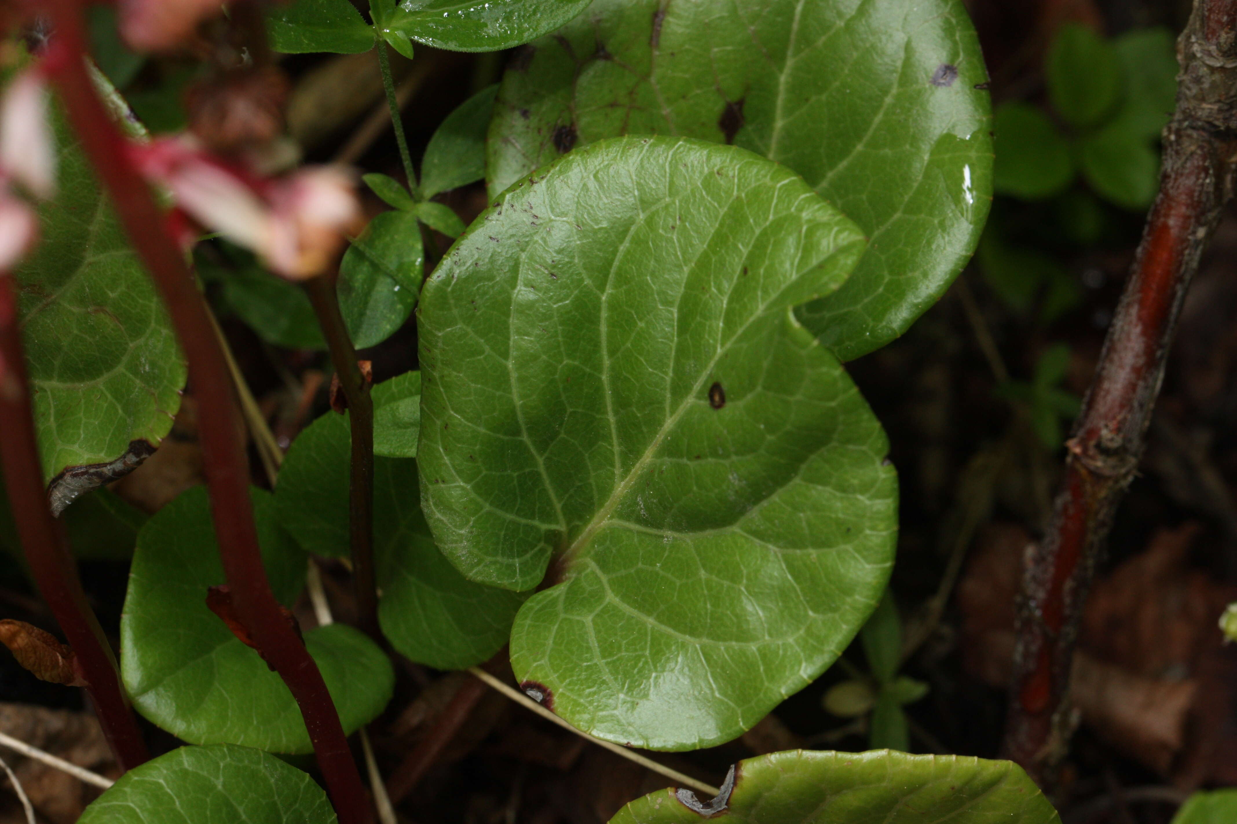 Image de Pyrola asarifolia Michx.