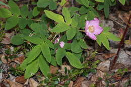 Image of prickly rose