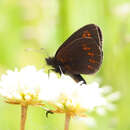 Imagem de Erebia alberganus Prunner 1798