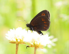 Image of Almond-eyed Ringlet