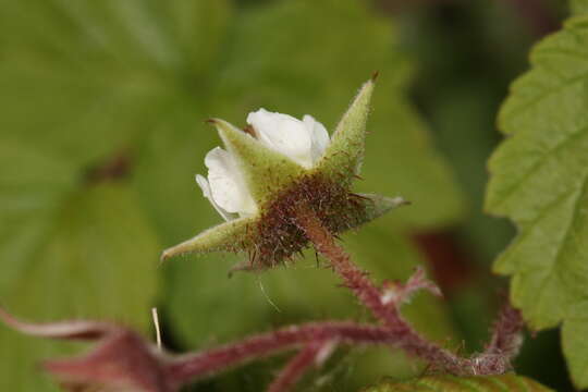 Image of grayleaf red raspberry