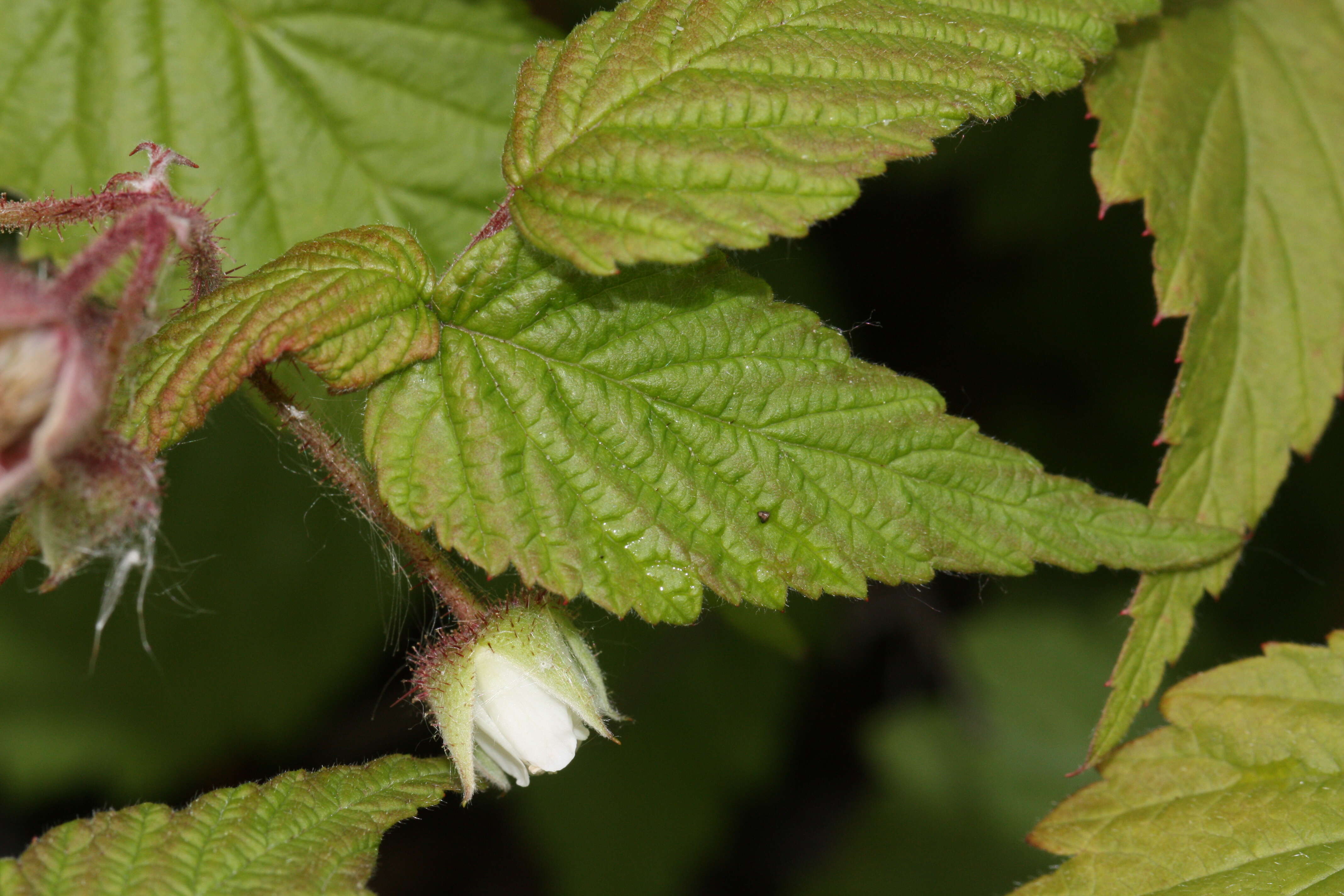 Image of grayleaf red raspberry