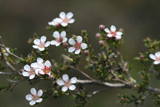 صورة Taxandria spathulata (Schauer) J. R. Wheeler & N. G. Marchant