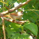 Image of Pale-breasted Spinetail