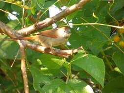 Image of Pale-breasted Spinetail