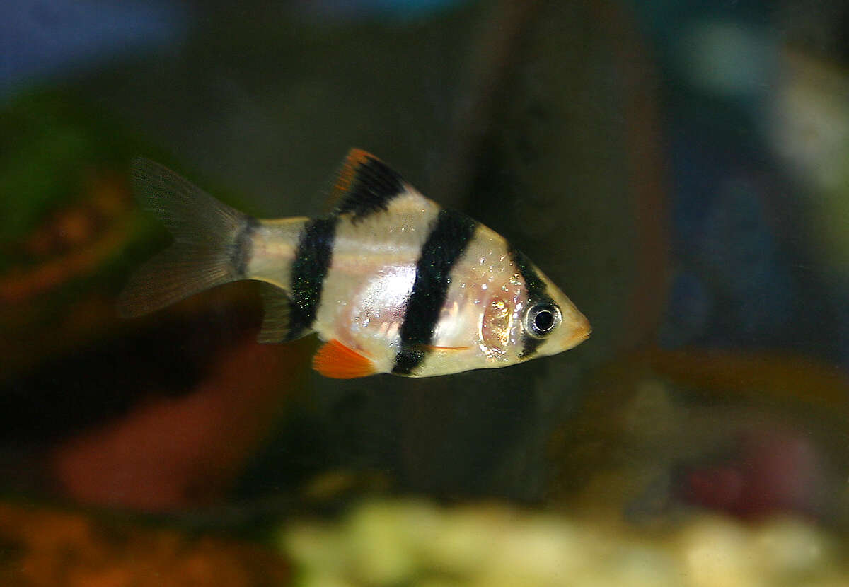 Image of tiger barb