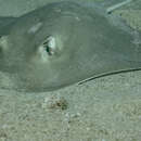 Image of Diamond Stingray