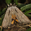 Image of Clinton's Underwing Moth