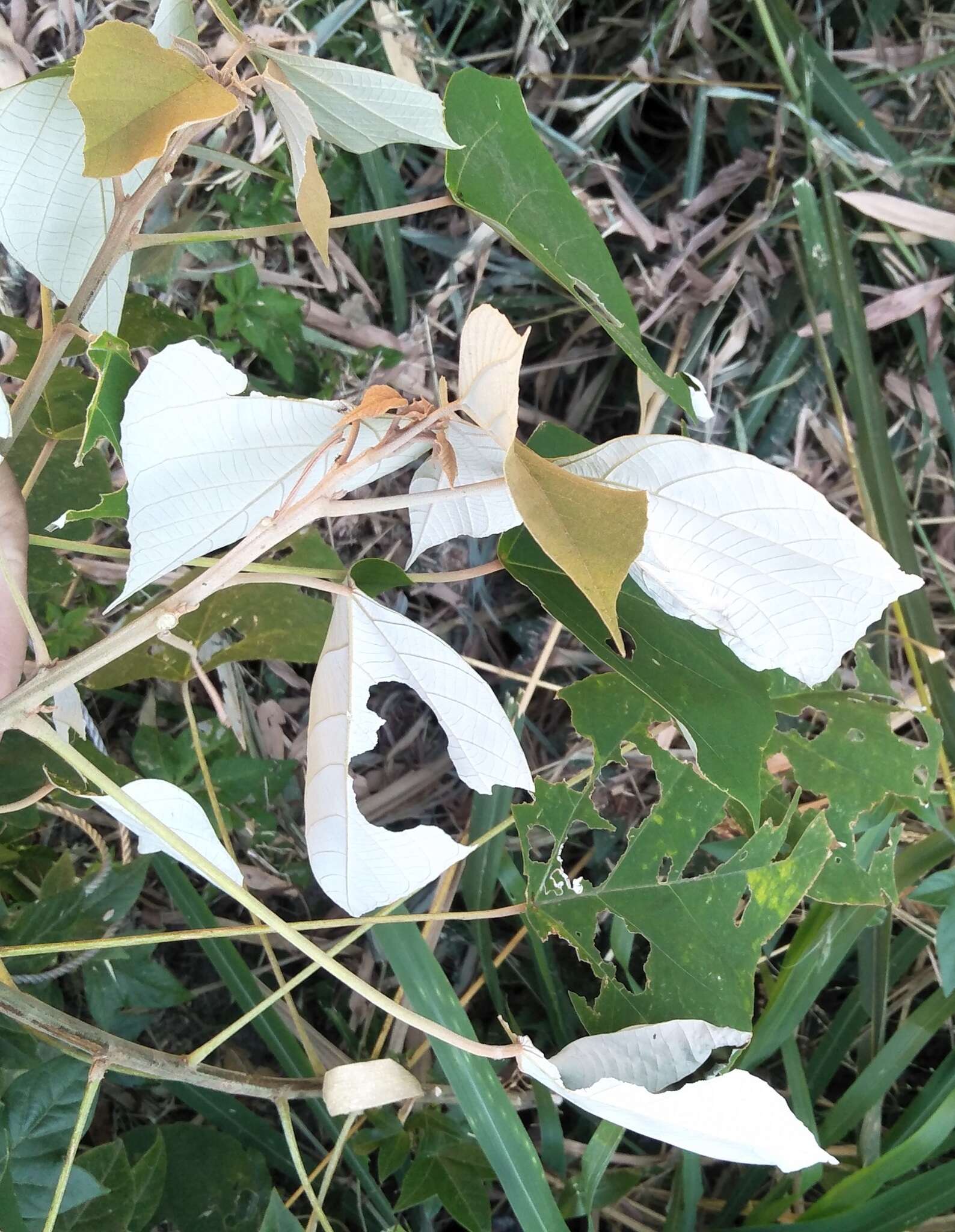 Plancia ëd Mallotus paniculatus (Lam.) Müll. Arg.