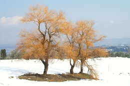 Image of White Willow