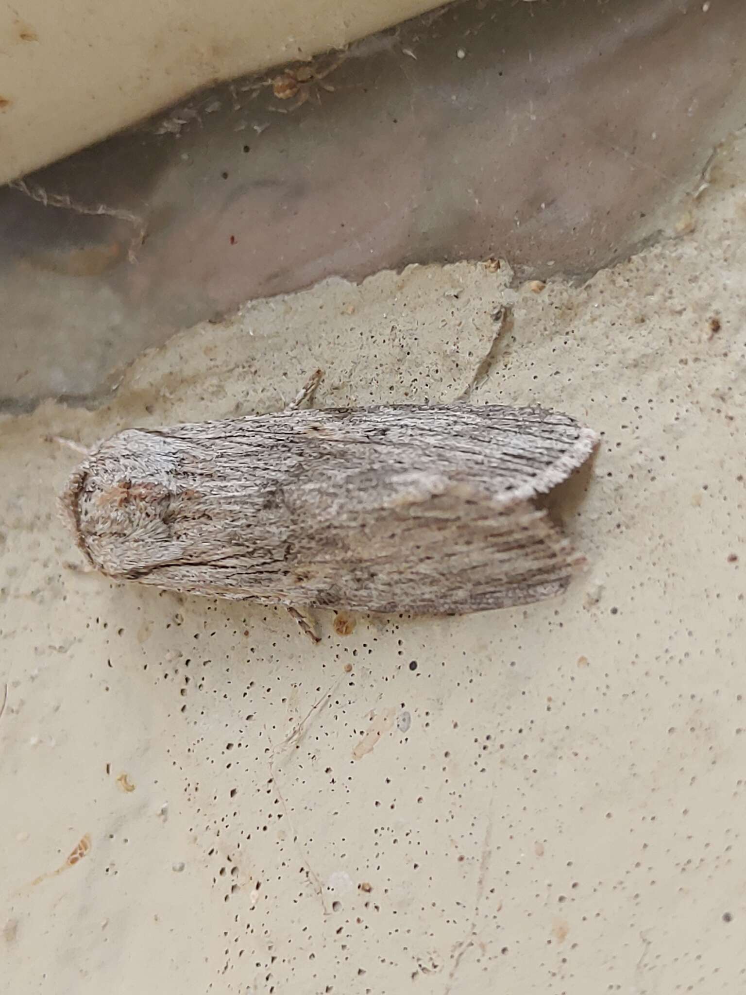 Image of Gray-streaked Armywom Moth