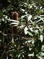 صورة Banksia