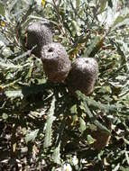 Image of Banksia pilostylis C. A. Gardner