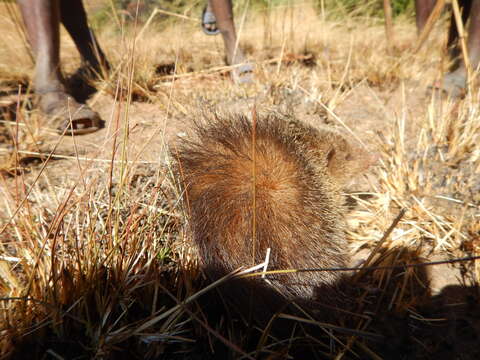 Слика од Tenrec Lacépède 1799