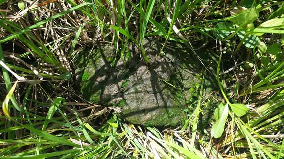 Image of small capsule dung moss