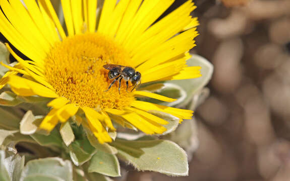 Image of Osmia submicans Morawitz 1870