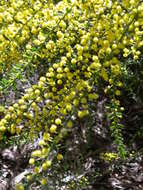 Image of gold-dust acacia