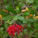 Слика од Grevillea parvula W. Molyneux & V. Stajsic