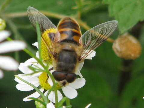 Image of drone fly