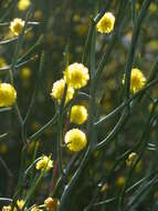 Acacia aphylla Maslin的圖片