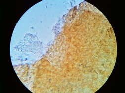 Image of Dialonectria