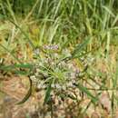 صورة Asclepias longifolia Michx.