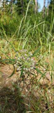 صورة Asclepias longifolia Michx.