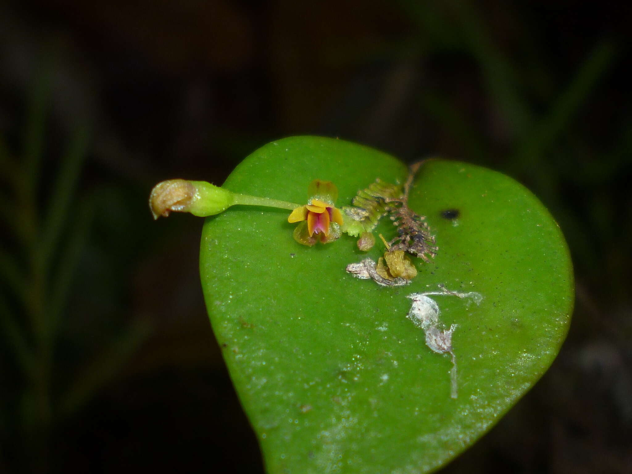 Image of Lepanthes appendiculata Ames