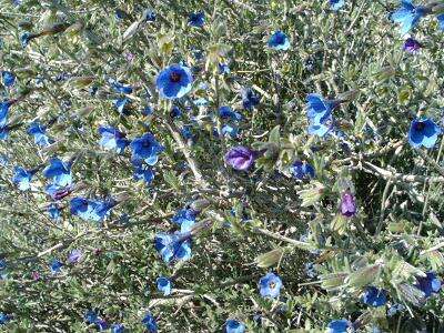 Image de Lithodora fruticosa (L.) Griseb.