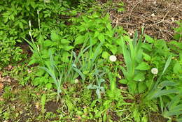 Image of Iris hybrida