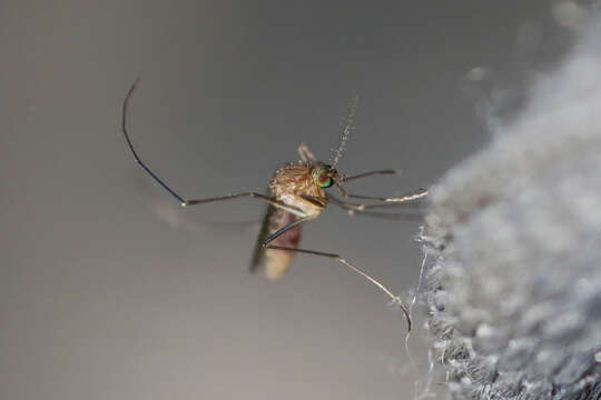 Image of mosquito