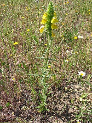 Image of Mediterranean lineseed