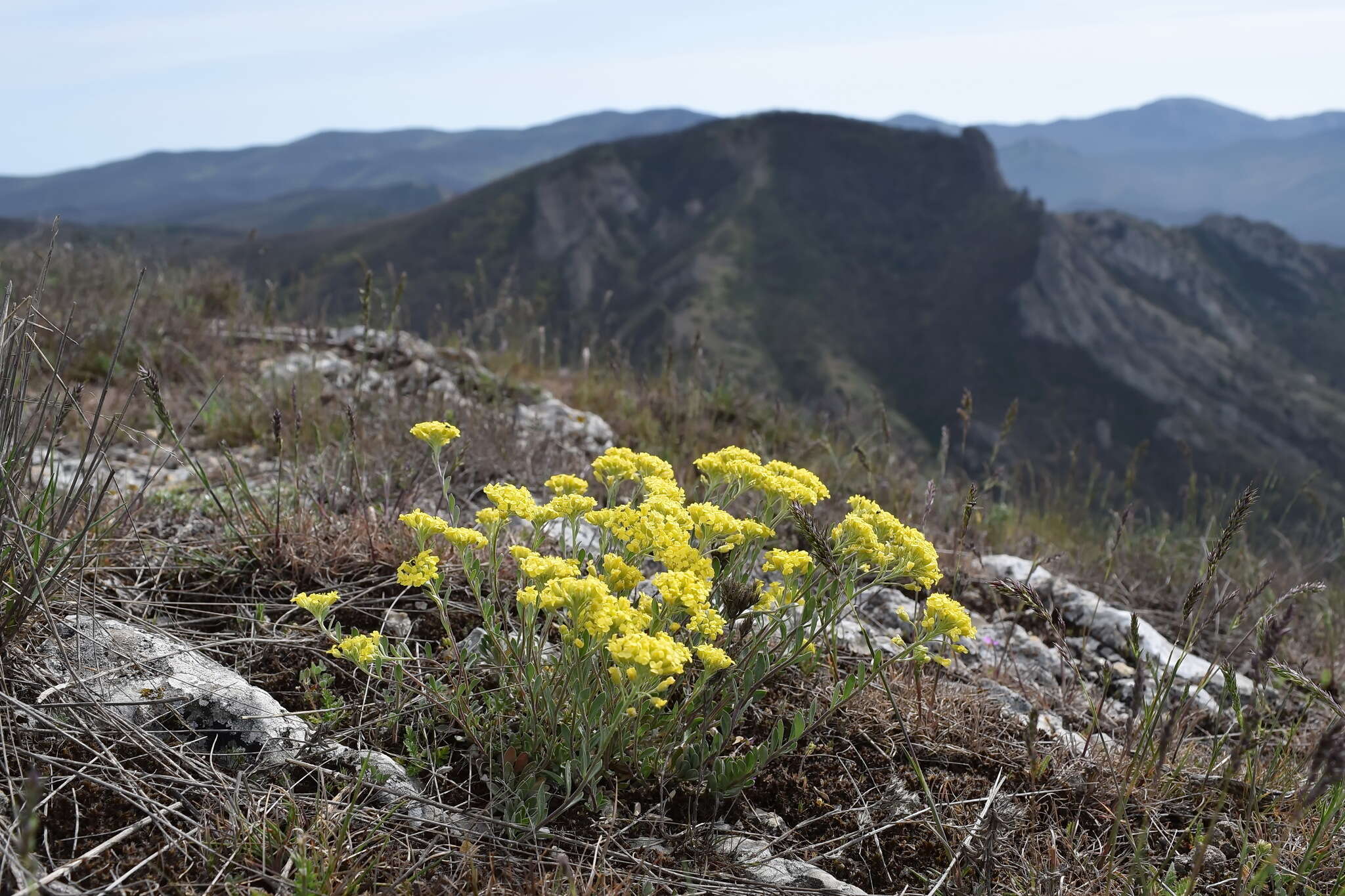 Image of Alyssum repens subsp. trichostachyum (Rupr.) Hayek