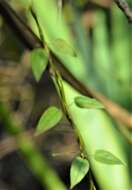 Image of Orthosia virgata (Poir.) Fourn.