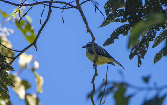 Image of Golden-crowned Flycatcher