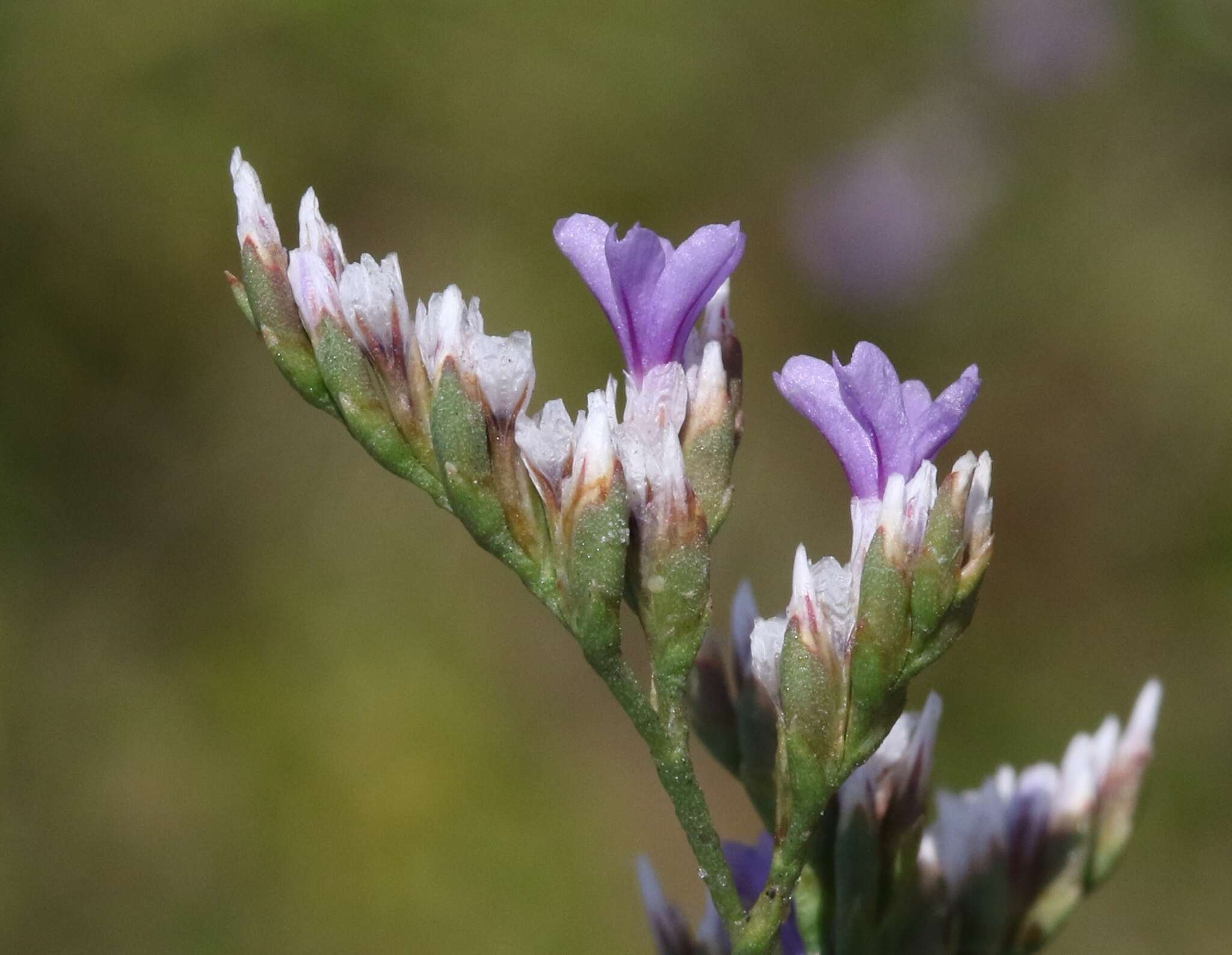 Image of Algerian sea lavender