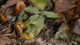 Image of Mankyua chejuensis B. Y. Sun, M. H. Kim & C. H. Kim