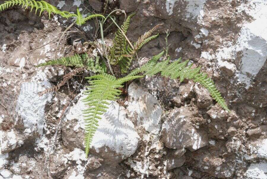 Image of Mountain Silver-Back Fern