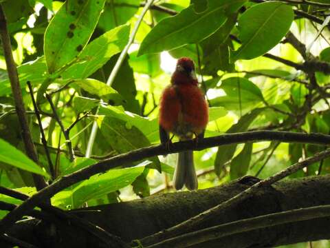 Image of Red Warbler